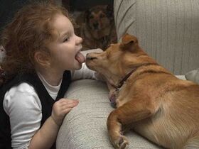 vaikas bučiuoja šunį ir užsikrečia parazitais