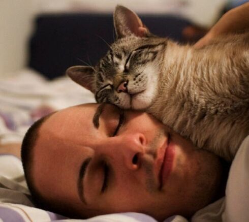 miegas su kate kaip parazitų užkrėtimo priežastis